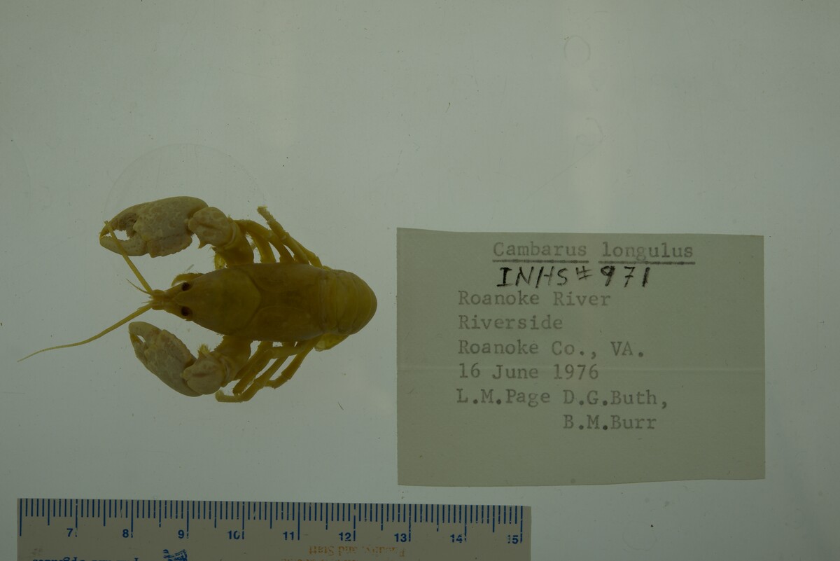 Cambarus longulus image